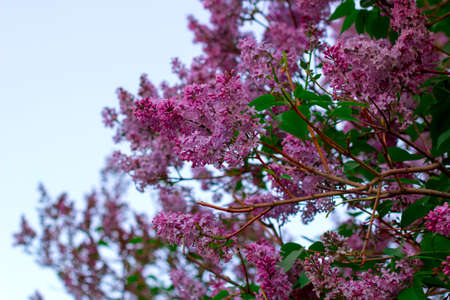 blooming lilac branches in the gardenの写真素材