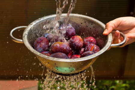 washing  plums in the colander , fresh ripe plum cropの写真素材