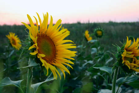sunflower field yellow bud close up natural backgroundの写真素材
