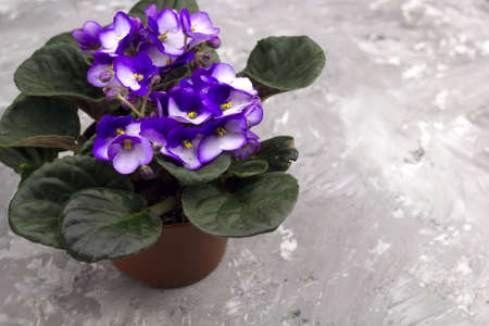 blooming violet flowers pot top view concrete background home gardeningの写真素材