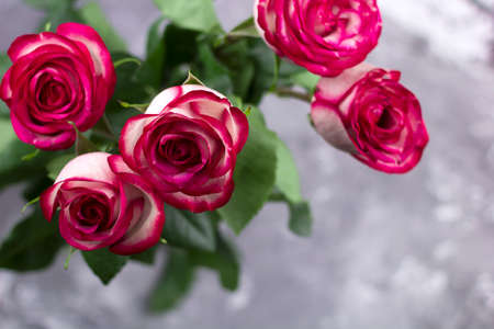 top view beautiful pink roses buds concrete backgroundの写真素材