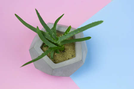 aloe vera succulent concrete pot bright backgroundの写真素材
