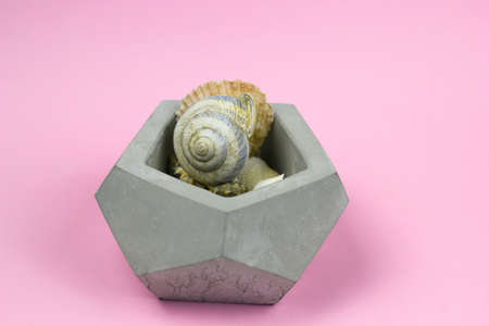 sea shells in concrete pot pink backgroundの写真素材