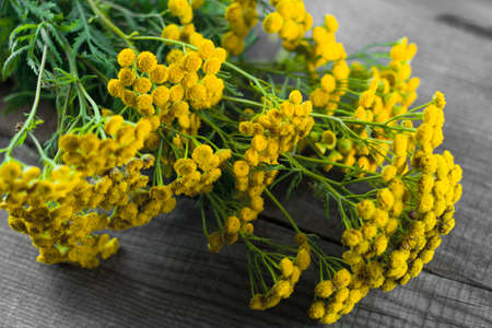 tansy yellow flower on a wooden backgroundの写真素材