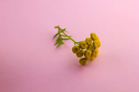 tansy yellow flower on a bright pink backgroundの写真素材