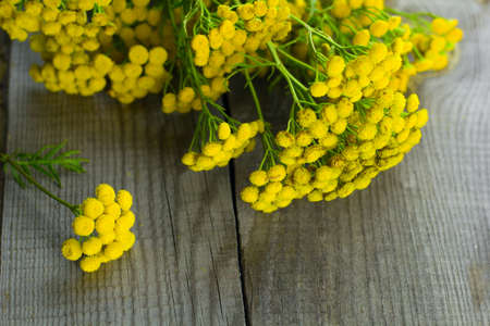 tansy yellow flower on a wooden backgroundの写真素材