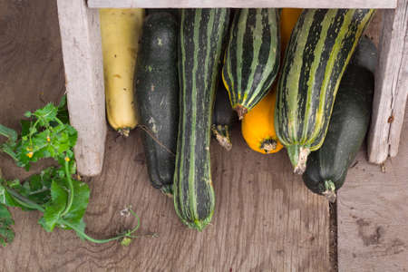 zucchini fruits of different varieties, fresh harvest on the farm, healthy organic foodの写真素材