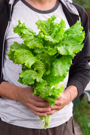 healthy vegetarian man with fresh organic farm lettuce in hands , healthy eatingの写真素材