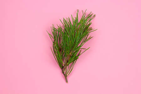 top view fir branch on a pastel pink background, winter holiday cardの写真素材