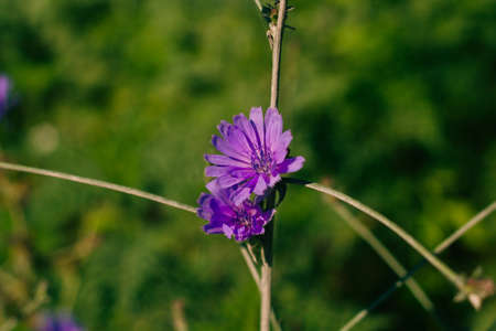 lowering chicory, purple flowers on the field on a sunny day
