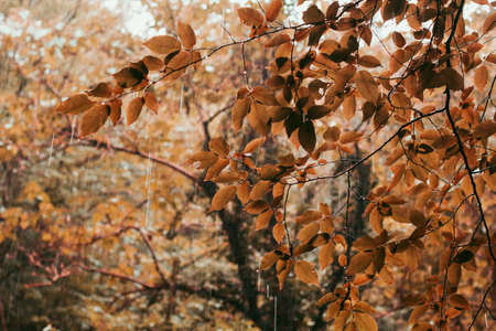 autumn leaves beautiful autumn background