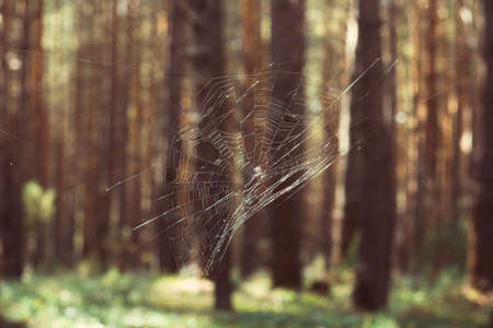 spider web in the forestの写真素材
