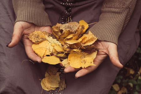 woman's hands top view with yellow autumn leaves