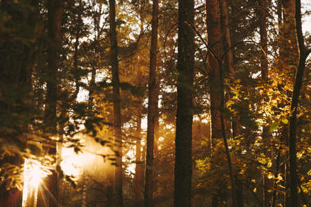 Autumn forest  with rays of warm sun  lightの写真素材