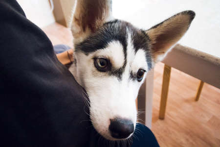 little husky dog close up cute face