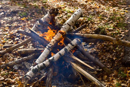wooden camp fire in forestの写真素材