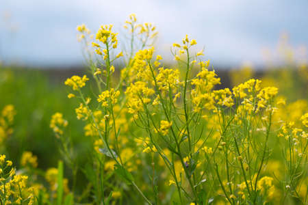 flowering field rapeseedの写真素材