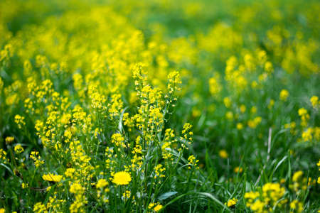 flowering field rapeseedの写真素材