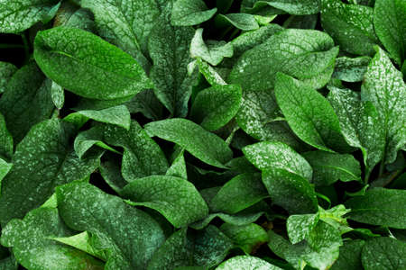 top view green leaves backgroundの写真素材