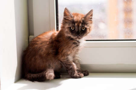 cute little fluffy kitten on a window sillの写真素材