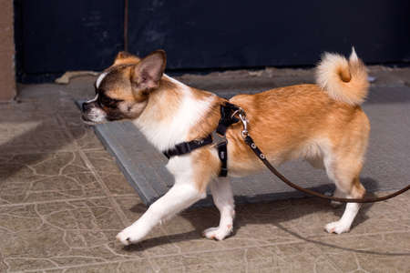 cute little dog with a leash on a walkの写真素材