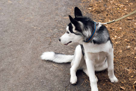 husky dog in autumn park