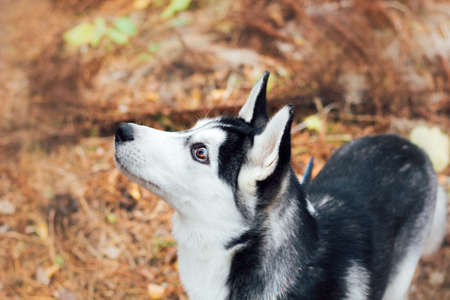 husky dog portrait in autumn parkの写真素材