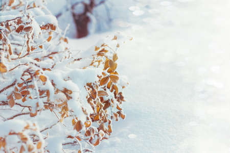 winter abstract shiny background