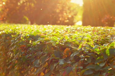 blurred autumn or summer natural background with leaves and sun light