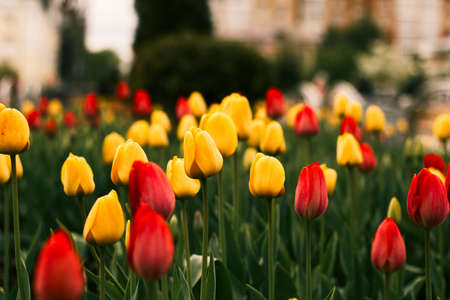 blooming vibrant  tulips flowers fieldの写真素材