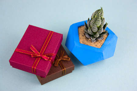 top view succulent in concrete pot and gift boxes