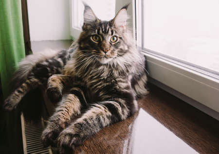 Maine coon cat on a window sillの写真素材