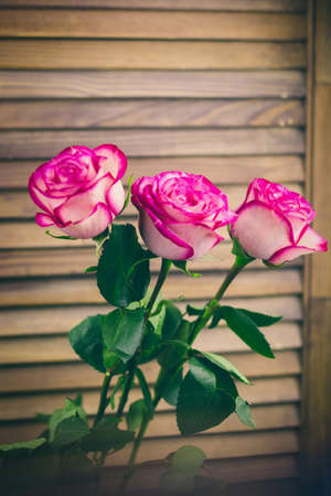 roses on a wooden background faded film toningの写真素材