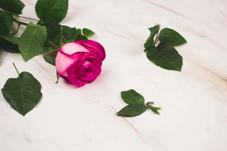 pink roses on a marble background copy spaceの写真素材