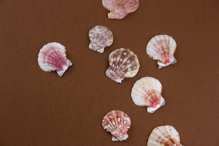 top view flat lay sea shells on a brown background