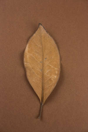 single dried brown leaf on a brown background