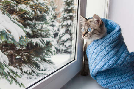 cute flaffy cat with blue eyes covered in knitted blue scarf , sitting on a window sill and watching throuth the window on snowy treesの写真素材