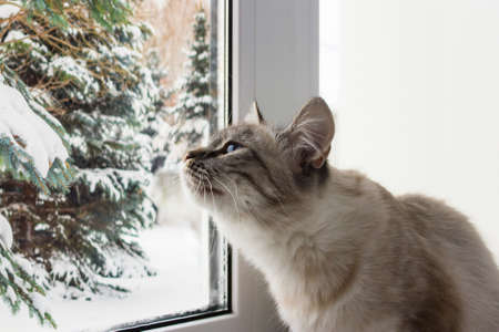 cute fluffy cat with blue eyes sititng on a window sill portraitの写真素材