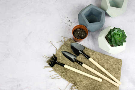 planting succulent plants in concrete pot, garden tools top view, light backgroundの写真素材
