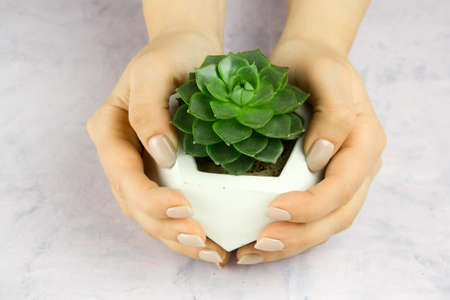 succulent potted in concrete pot in woman's hand on white background