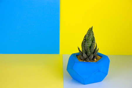 succulent in a concrete pot on a vibrant blue and yellow backgroundの写真素材