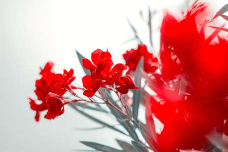 toned oleander flowering branch on white background,floral botanical design elementの写真素材