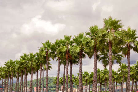 palm trees forestの写真素材