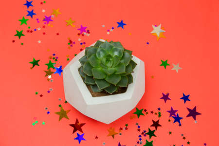 top view potted succulent and star glitters coral  backgroundの写真素材