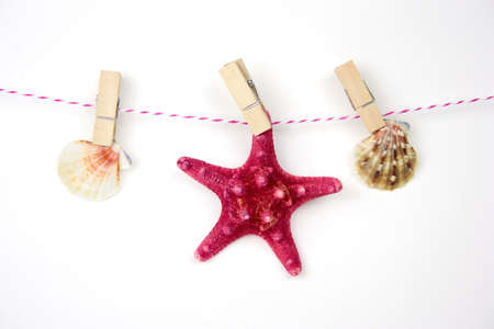 starfish and sea shells hanging on clothlineの写真素材