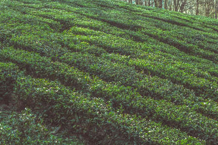 close up tea plant bushes rows on a tea plantationの写真素材