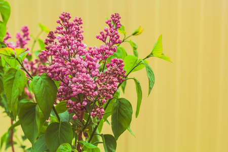 details of purple blooming bush of lilac on yellow wall backgroundの写真素材