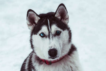 beautiful husky dog in a winter park,husky dog  portraitの写真素材
