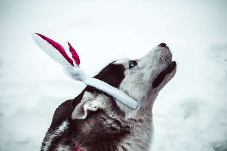 positive happy husky dog wearing bunny ears on the street in winter