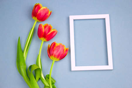 top view red tulips and empty white frame on a pastel blue background
